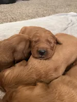 Ginger , a female Golden Retriever for sale in Selma, CA – 2 of 6