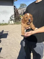 Peaches , a female Golden Retriever for sale in Selma, CA – Photo 1 of 5