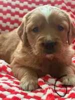 Peaches , a female Golden Retriever for sale in Selma, CA – Photo 3 of 5