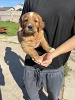 Peaches , a female Golden Retriever for sale in Selma, CA – Photo 2 of 5