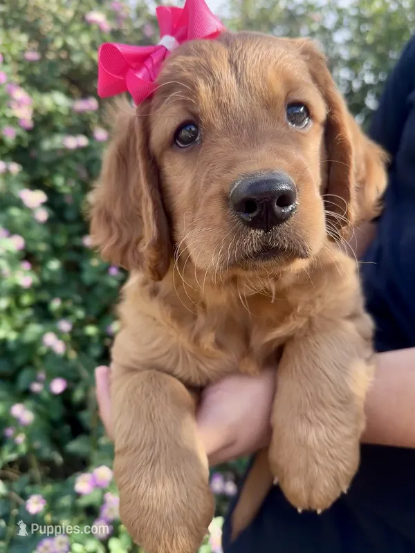 Ruby – Golden Retriever puppy for sale in Selma, CA