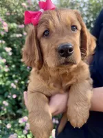 Ruby, a female Golden Retriever for sale in Selma, CA – 1 of 6