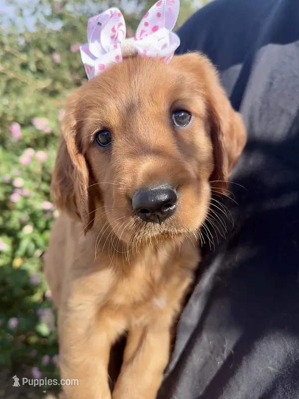 Princess  – Golden Retriever puppy for sale in Selma, CA