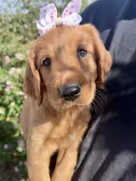 Princess , a female Golden Retriever for sale in Selma, CA – 1 of 7
