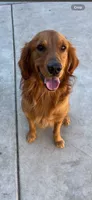 Princess , a female Golden Retriever for sale in Selma, CA – 2 of 7