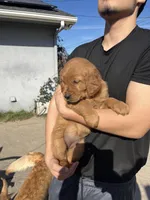 Roxy, a female Golden Retriever for sale in Selma, CA – Photo 2 of 5