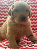 Roxy, a female Golden Retriever for sale in Selma, CA – Photo 5 of 5