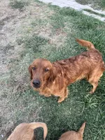 Roxy, a female Golden Retriever for sale in Selma, CA – Photo 4 of 5