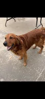 Princess , a female Golden Retriever for sale in Selma, CA – 4 of 7