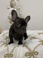 Ducky, a male French Bulldog for sale in Las Vegas, NV – Photo 2 of 2