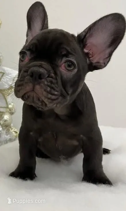 Ducky – French Bulldog puppy for sale in Las Vegas, NV