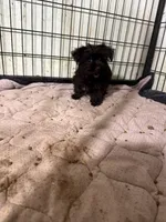 Negrito, a male Morkie for sale in Miami, FL – 3 of 6