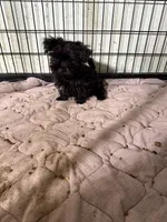 Negrito, a male Morkie for sale in Miami, FL – 4 of 6