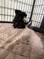 Negrito, a male Morkie for sale in Miami, FL – 1 of 6