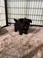 Negrito, a male Morkie for sale in Miami, FL – 5 of 6