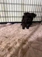 Negrito, a male Morkie for sale in Miami, FL – 6 of 6