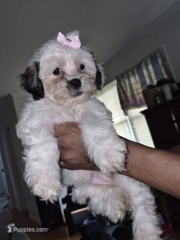 Dolly – Shih Tzu, Poodle - Toy  puppy for sale in Orangeburg, SC