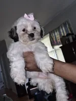 Dolly, a female Shih Tzu and Poodle - Toy  for sale in Orangeburg, SC – 1 of 1