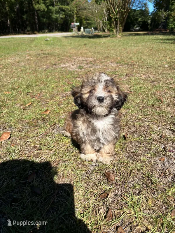 Shirra – Shih Tzu, Poodle - Toy  puppy for sale in Orangeburg, SC