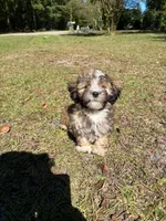 Shirra, a female Shih Tzu and Poodle - Toy  for sale in Orangeburg, SC – 1 of 1