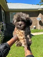 Charlie, a male Shih Tzu and Poodle - Toy  for sale in Orangeburg, SC – 2 of 2