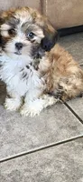 Teddy, a male Shih Tzu and Poodle - Toy  for sale in Orangeburg, SC – 1 of 2
