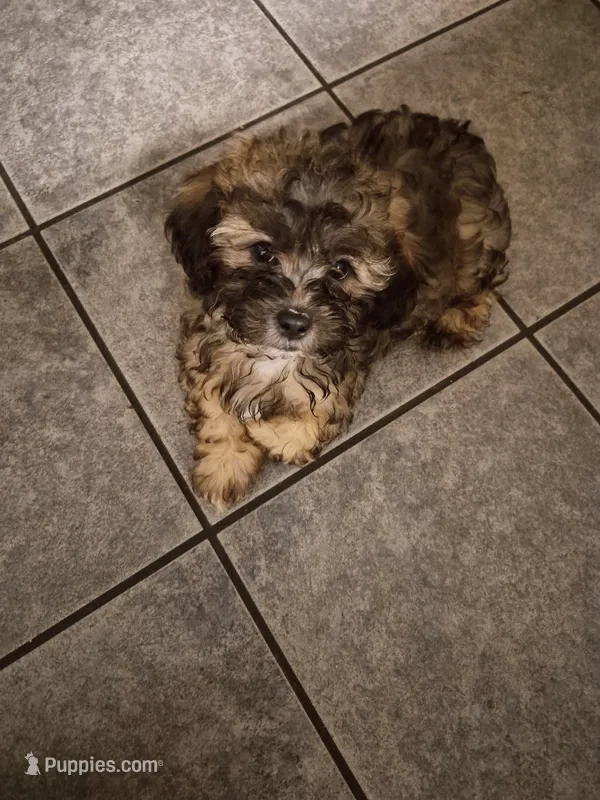 Charlie – Shih Tzu, Poodle - Toy  puppy for sale in Orangeburg, SC