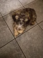 Charlie, a male Shih Tzu and Poodle - Toy  for sale in Orangeburg, SC – 1 of 2