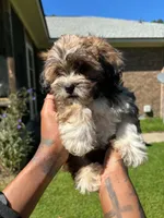 Teddy, a male Shih Tzu and Poodle - Toy  for sale in Orangeburg, SC – 2 of 2