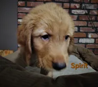 Spirit, a female Golden Retriever for sale in Londonderry, NH – 6 of 8