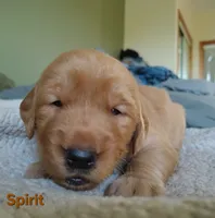 Spirit, a female Golden Retriever for sale in Londonderry, NH – 7 of 8