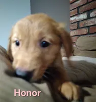 Honor, a female Golden Retriever for sale in Londonderry, NH – 4 of 8