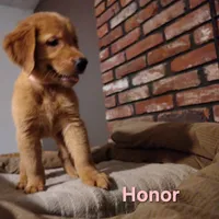Honor, a female Golden Retriever for sale in Londonderry, NH – 2 of 8