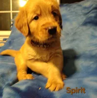 Spirit, a female Golden Retriever for sale in Londonderry, NH – 5 of 8