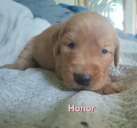 Honor, a female Golden Retriever for sale in Londonderry, NH – 8 of 8