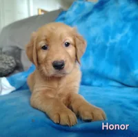 Honor, a female Golden Retriever for sale in Londonderry, NH – 7 of 8