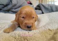 Honor, a female Golden Retriever for sale in Londonderry, NH – 3 of 8