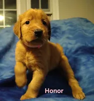 Honor, a female Golden Retriever for sale in Londonderry, NH – 5 of 8