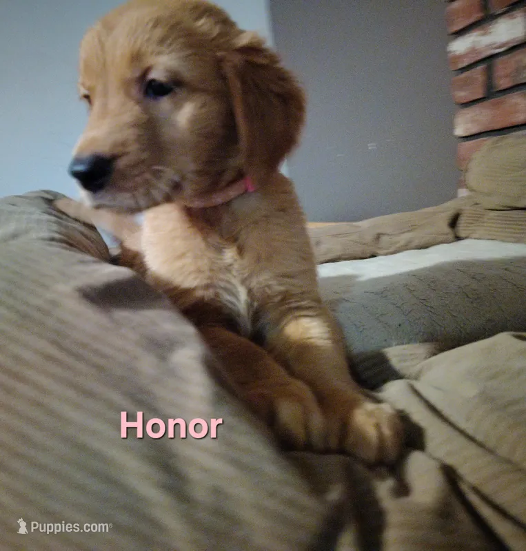 Honor – Golden Retriever puppy for sale in Londonderry, NH
