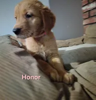 Honor, a female Golden Retriever for sale in Londonderry, NH – 1 of 8