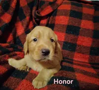 Honor, a female Golden Retriever for sale in Londonderry, NH – 6 of 8