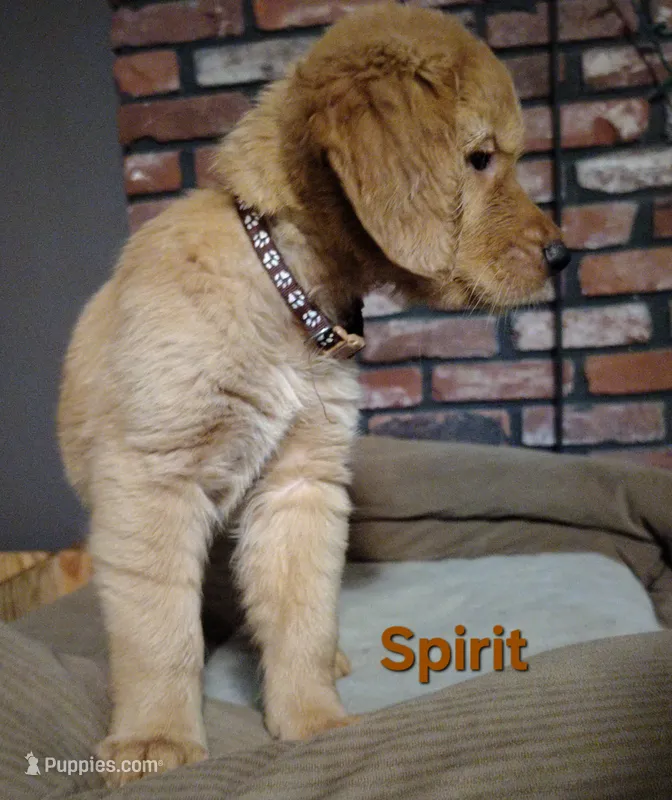 Spirit – Golden Retriever puppy for sale in Londonderry, NH