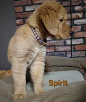 Spirit, a female Golden Retriever for sale in Londonderry, NH – 1 of 8