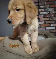 Spirit, a female Golden Retriever for sale in Londonderry, NH – 4 of 8