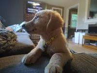 Liberty, a female Golden Retriever for sale in Londonderry, NH – 2 of 3