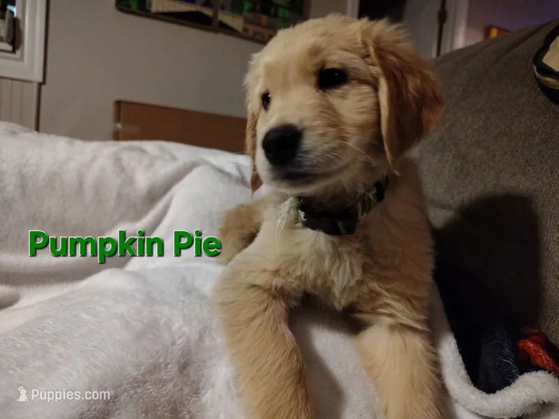 Pumpkin Pie