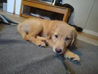 Liberty, a female Golden Retriever for sale in Londonderry, NH – 3 of 3