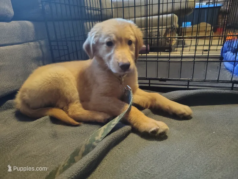 Liberty – Golden Retriever puppy for sale in Londonderry, NH