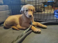 Liberty, a female Golden Retriever for sale in Londonderry, NH – 1 of 3