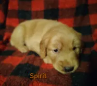 Spirit, a female Golden Retriever for sale in Londonderry, NH – 2 of 8